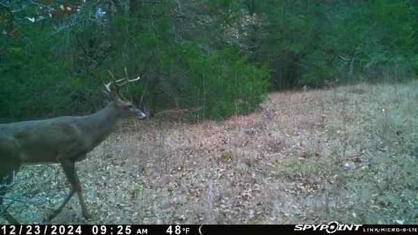 65.35 acres in Limestone County - photo 6