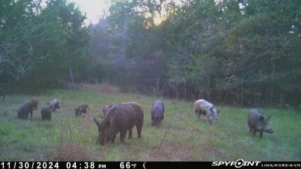 65.35 acres in Limestone County - photo 9