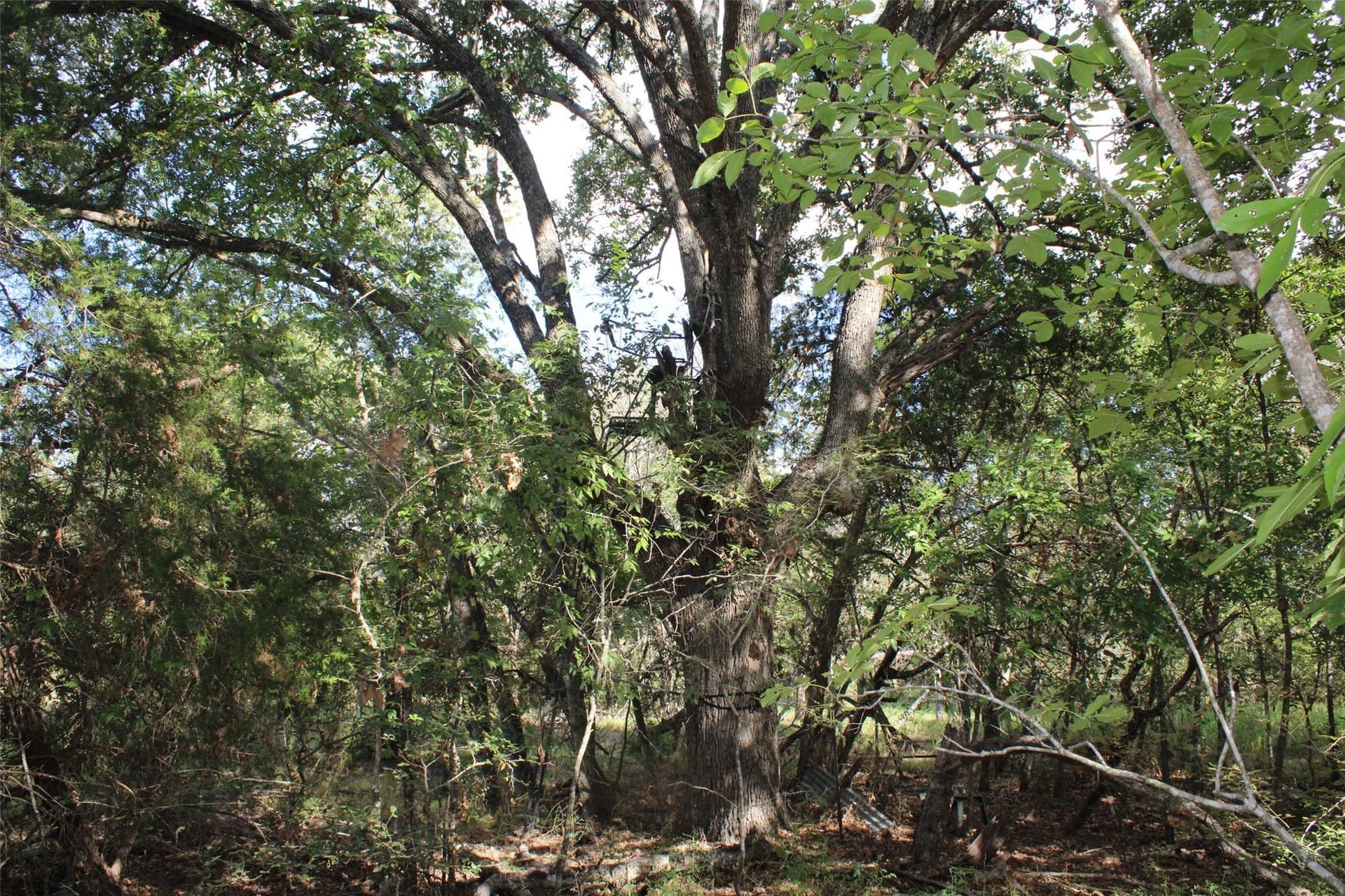 65.35 acres in Limestone County - photo 14
