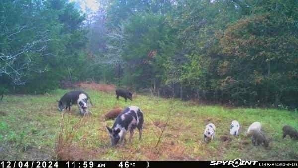 65.35 acres in Limestone County - photo 7