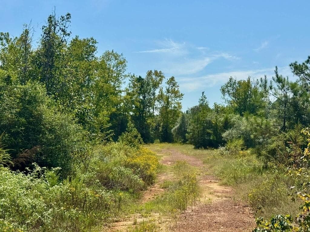11 acres in Texas County - photo 3