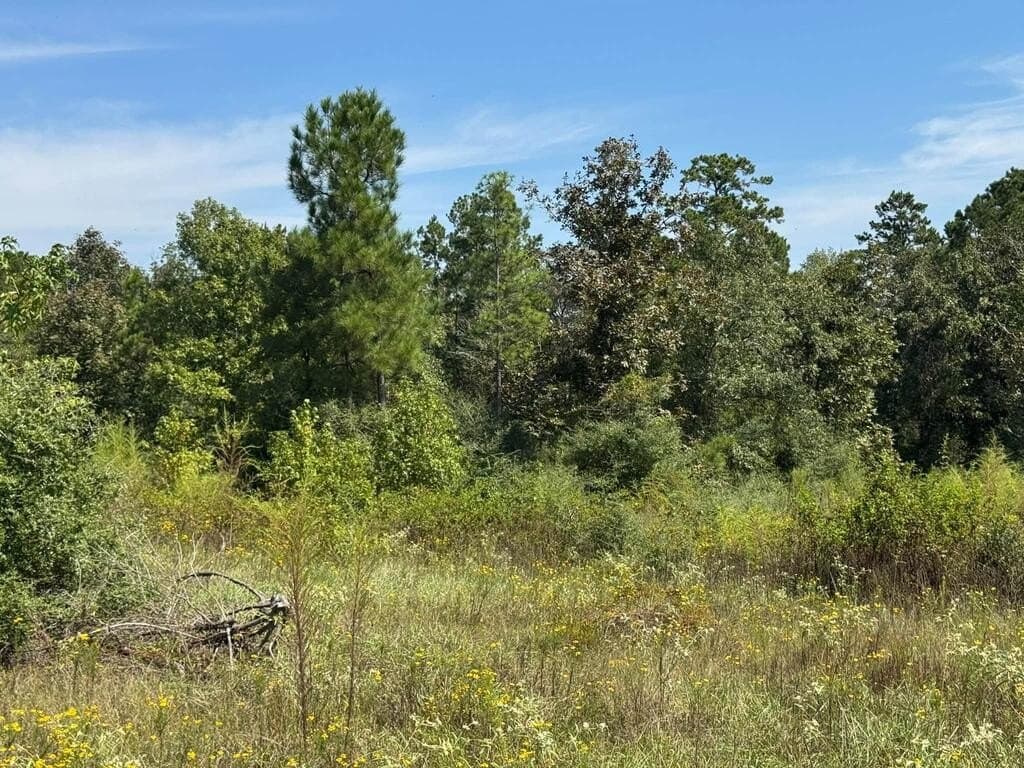 11 acres in Texas County - photo 5