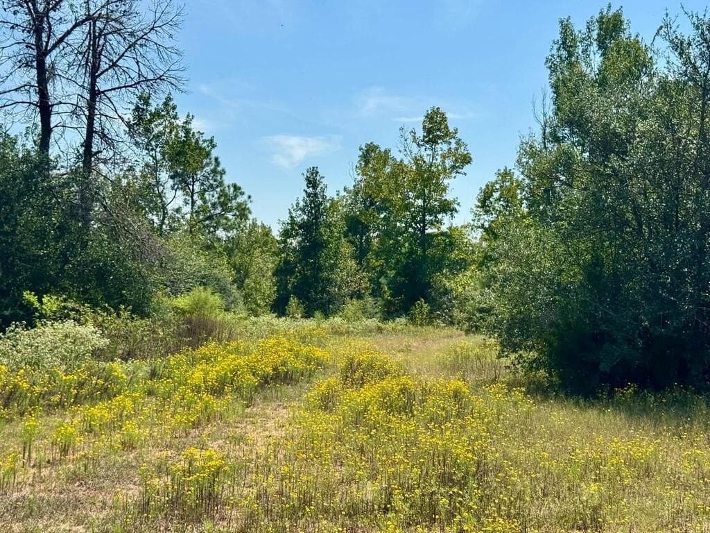 11 acres in Texas County - photo 6