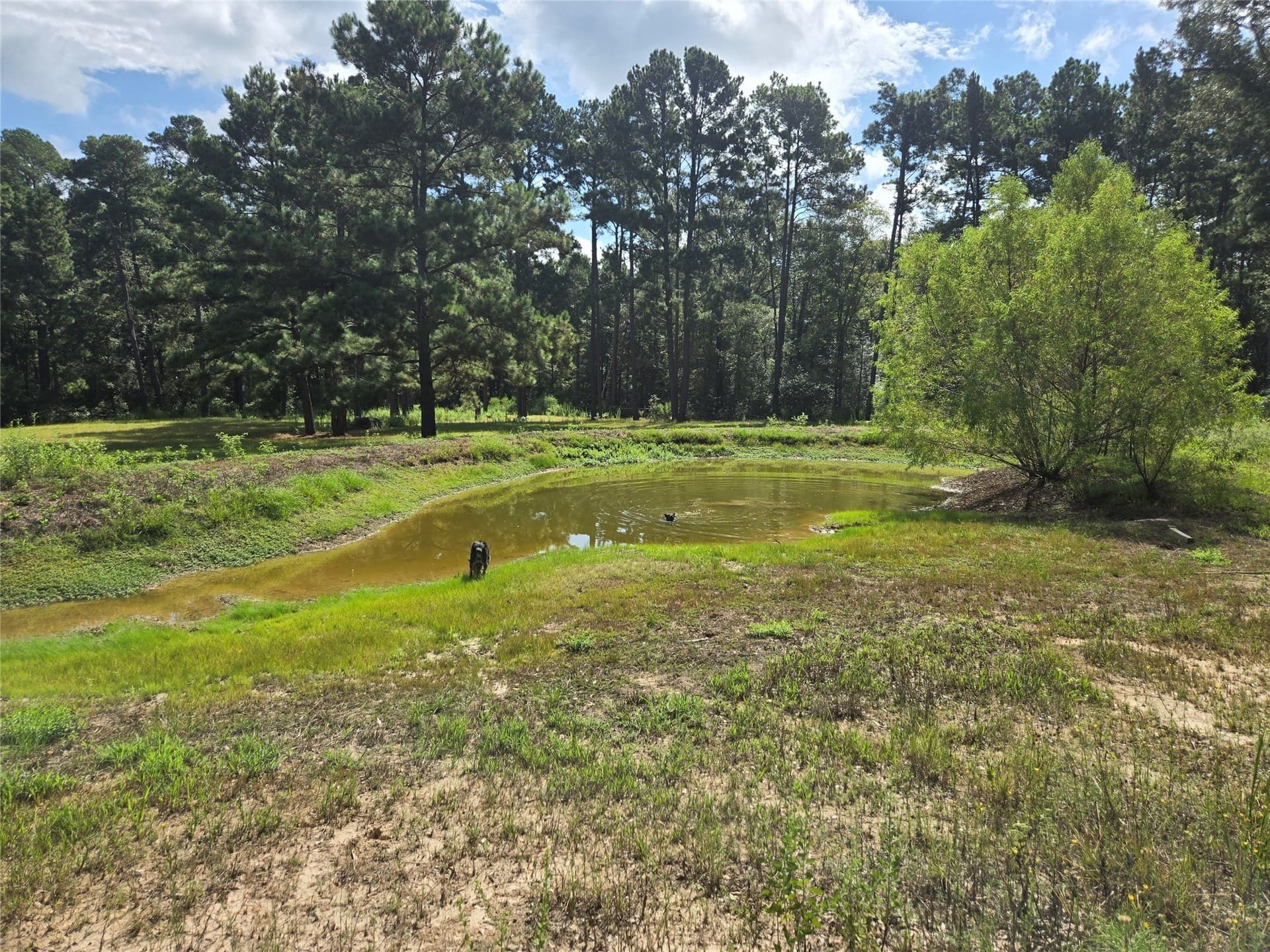10.18 acres in Leon County - photo 5