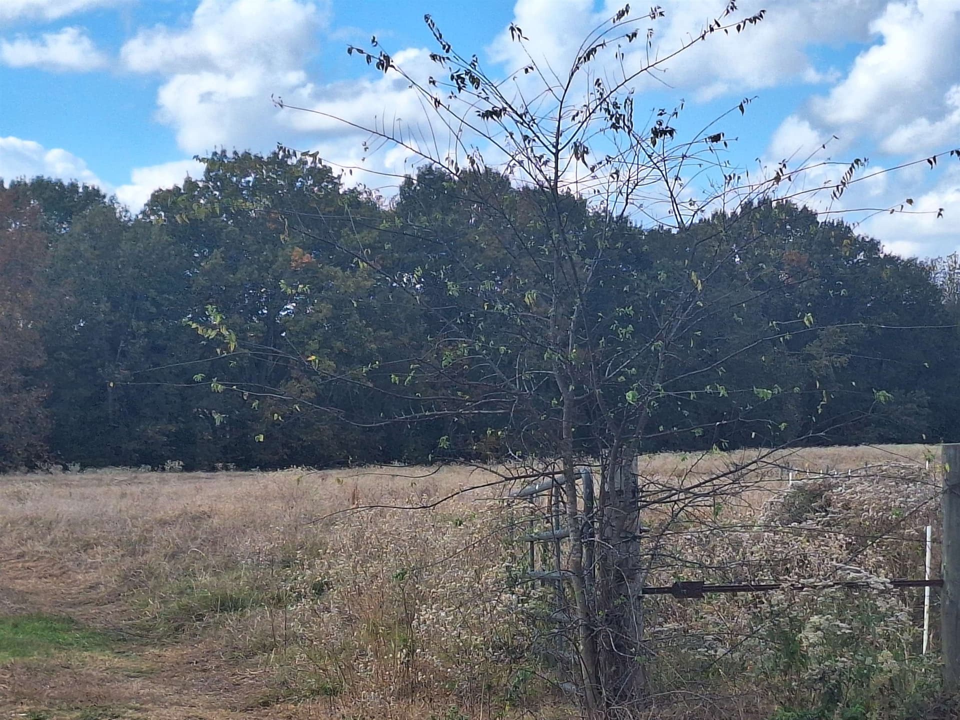 8.01 acres in Titus County gallery image 4