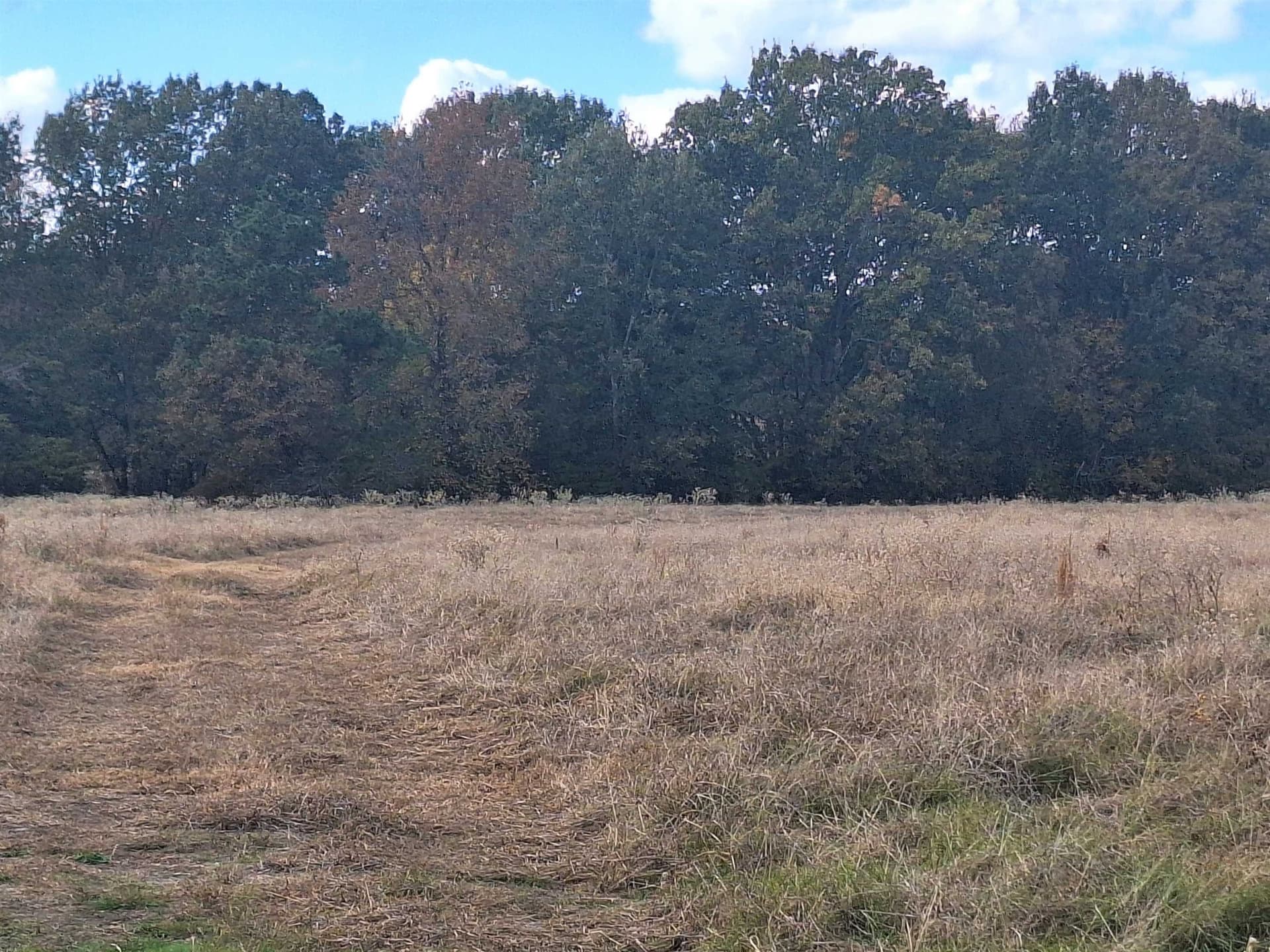 8.01 acres in Titus County featured view
