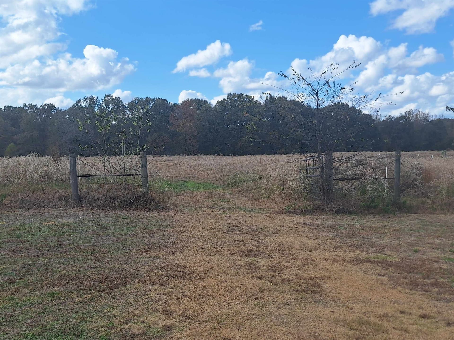 8.01 acres in Titus County gallery image 3