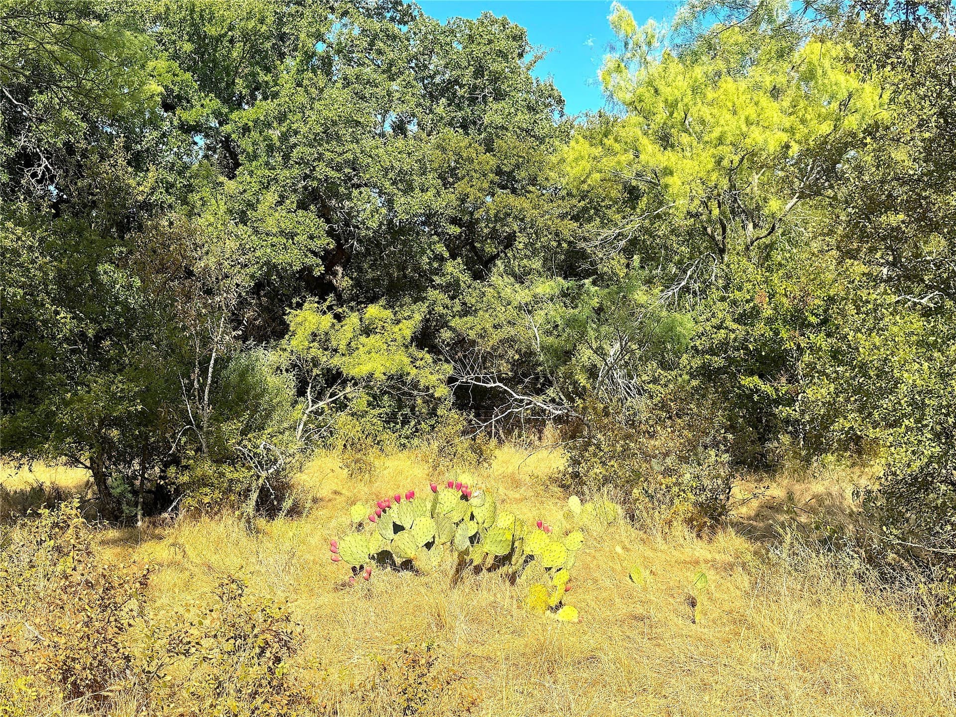 13.81 acres in Jack County - photo 31