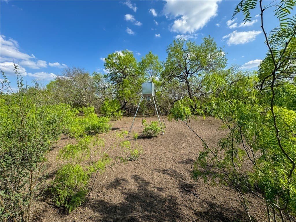 10 acres in Bee County gallery image 4