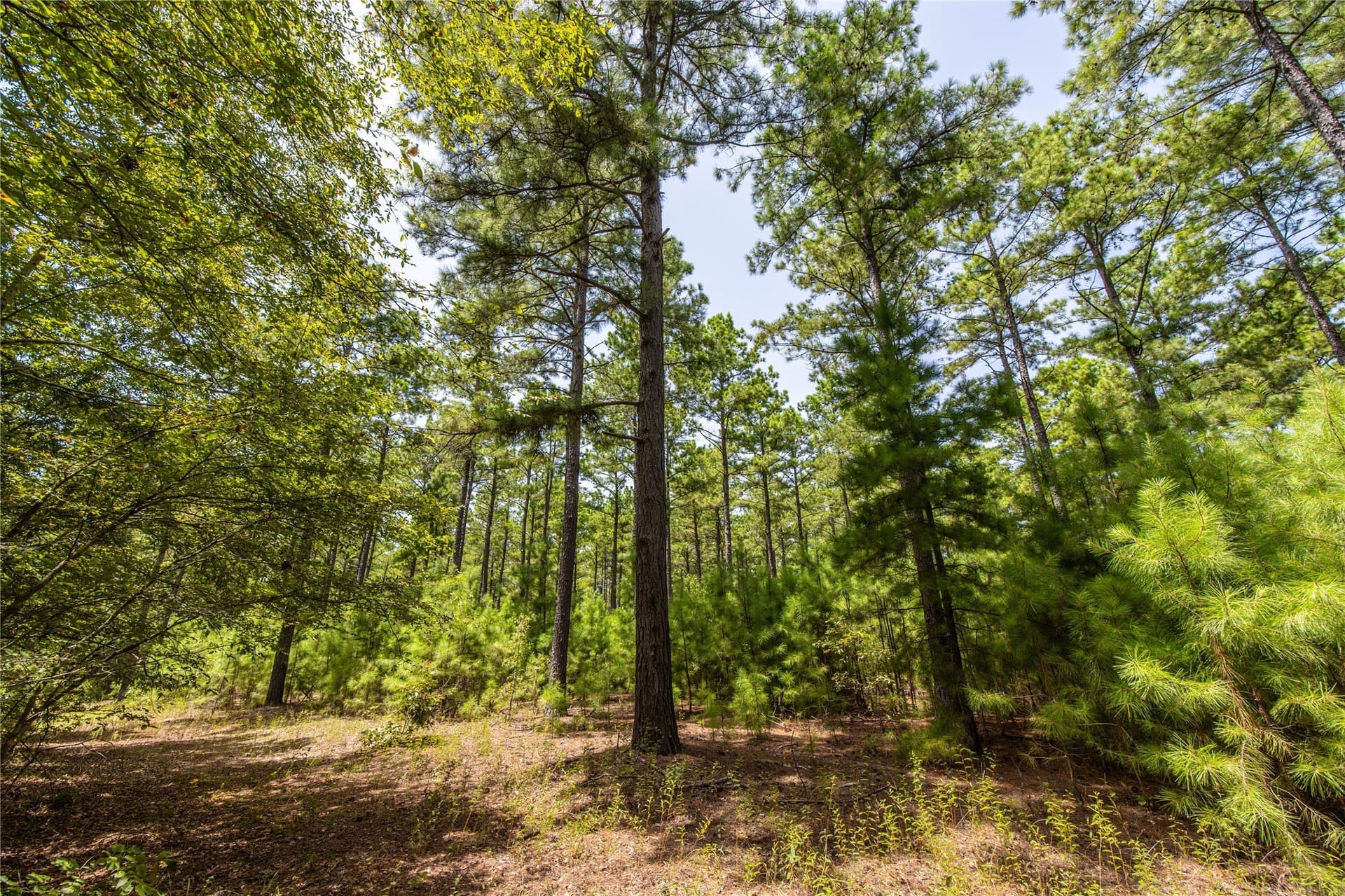 56 acres in Henderson County - photo 18