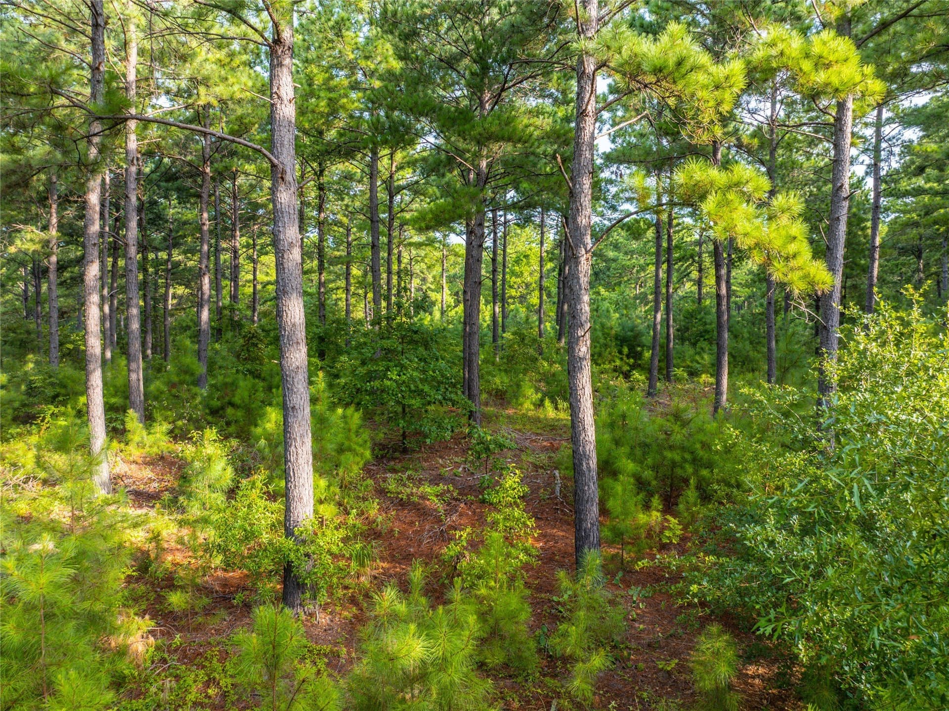 56 acres in Henderson County - photo 13
