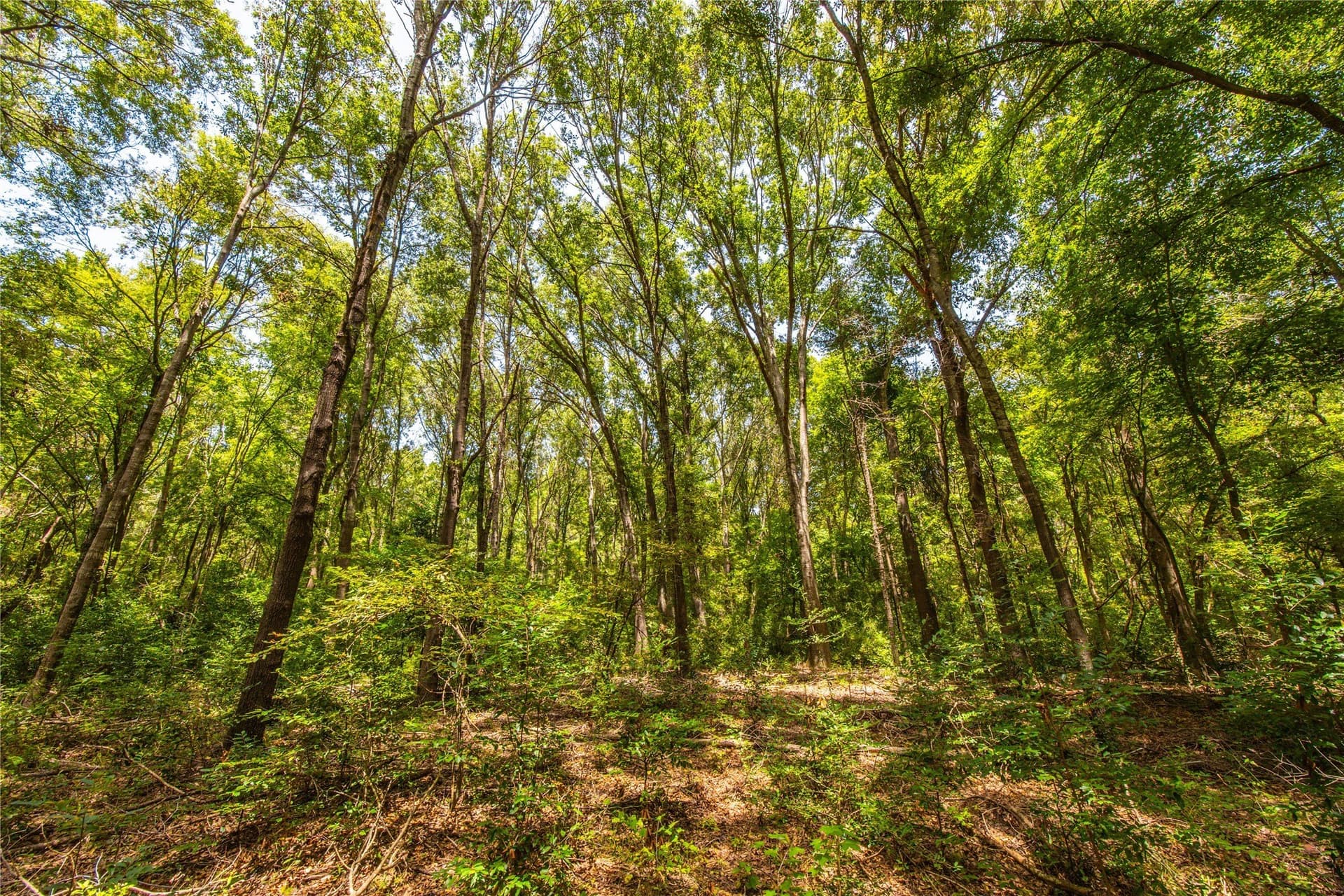 56 acres in Henderson County - photo 19