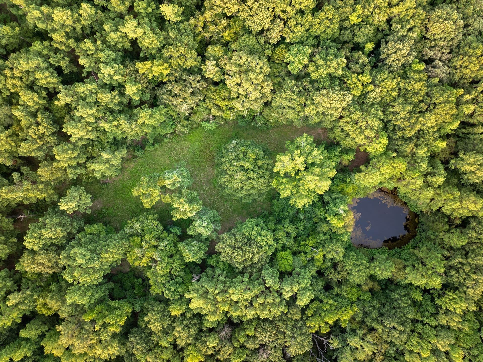 56 acres in Henderson County - photo 8