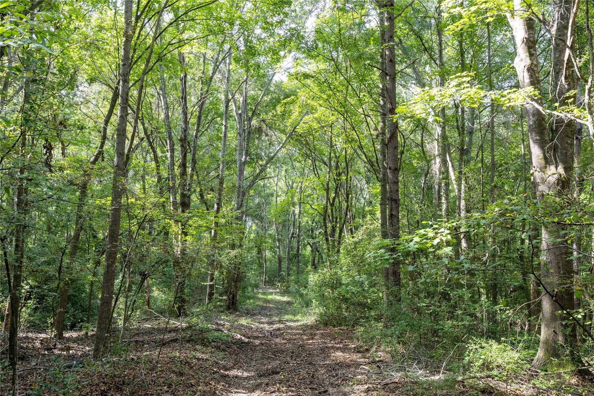 56 acres in Henderson County - photo 22