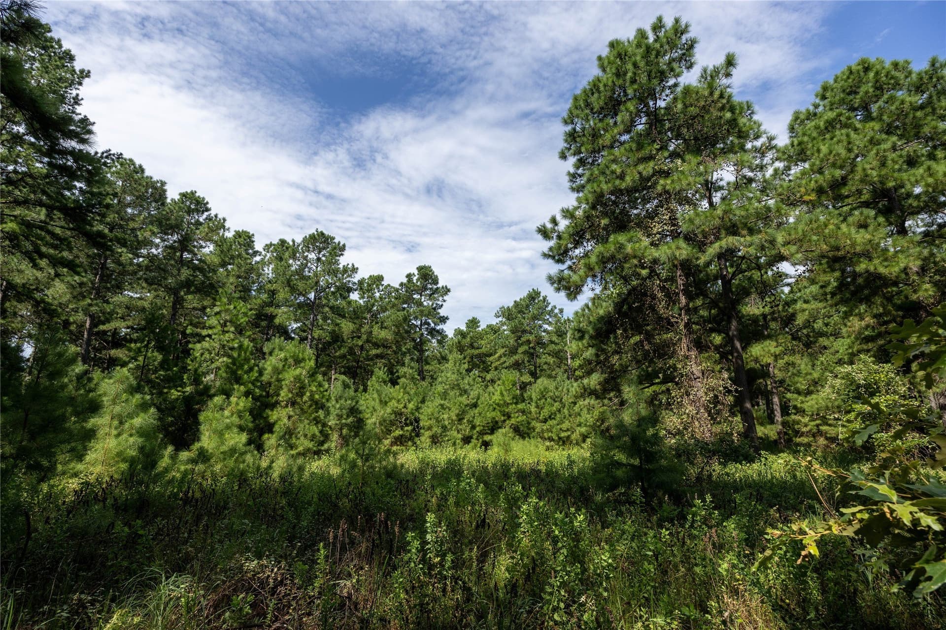56 acres in Henderson County - photo 25