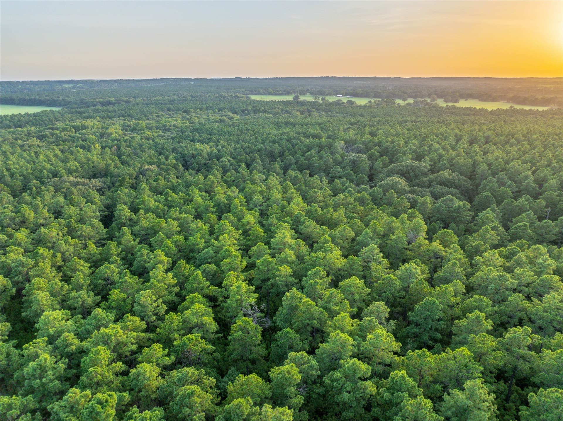 56 acres in Henderson County - photo 6