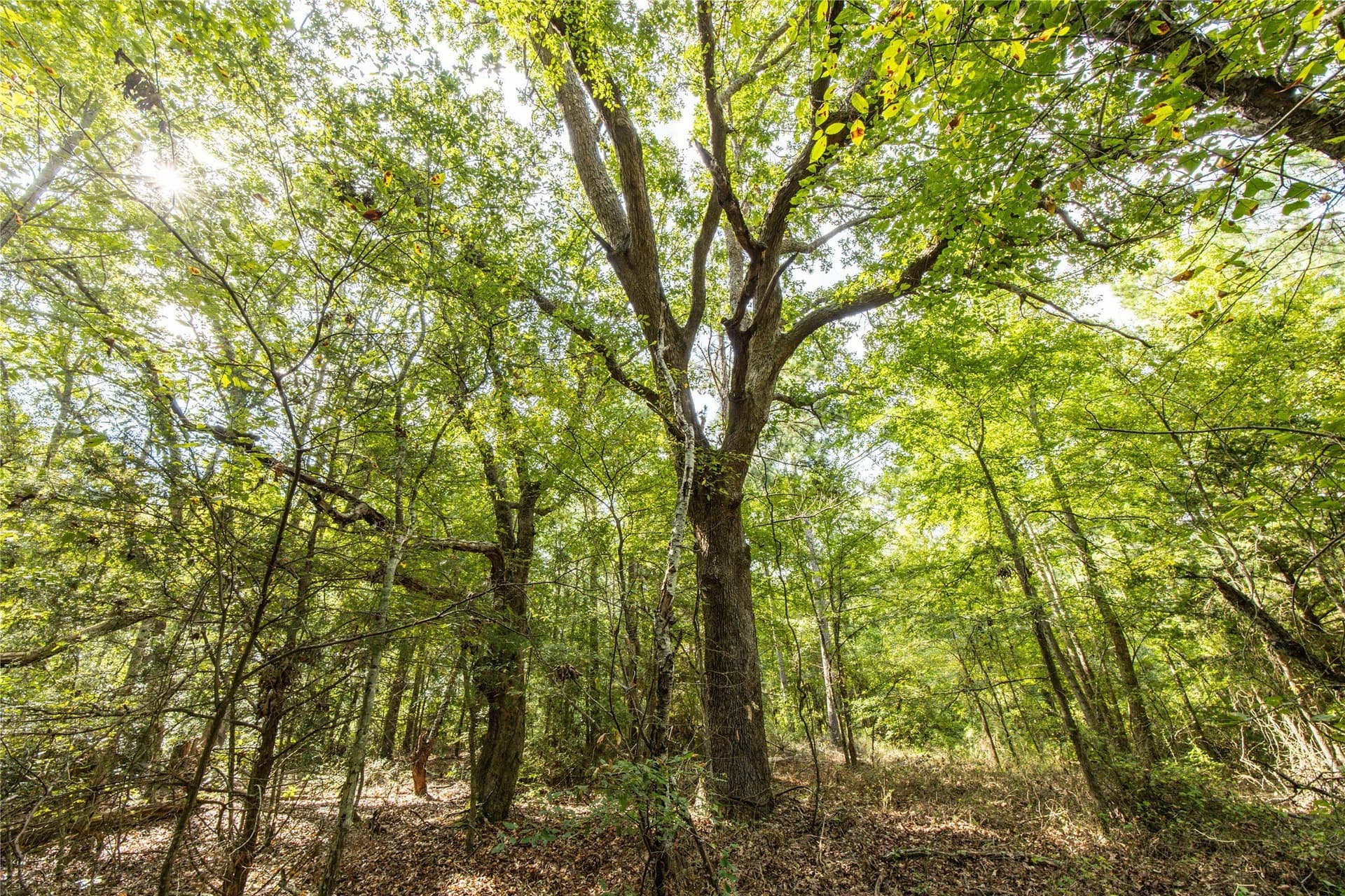 56 acres in Henderson County - photo 20