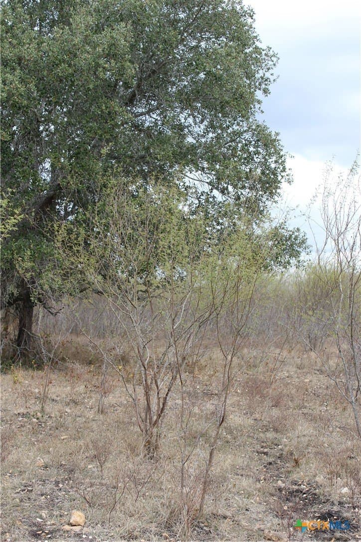 15 acres in Guadalupe County gallery image 3