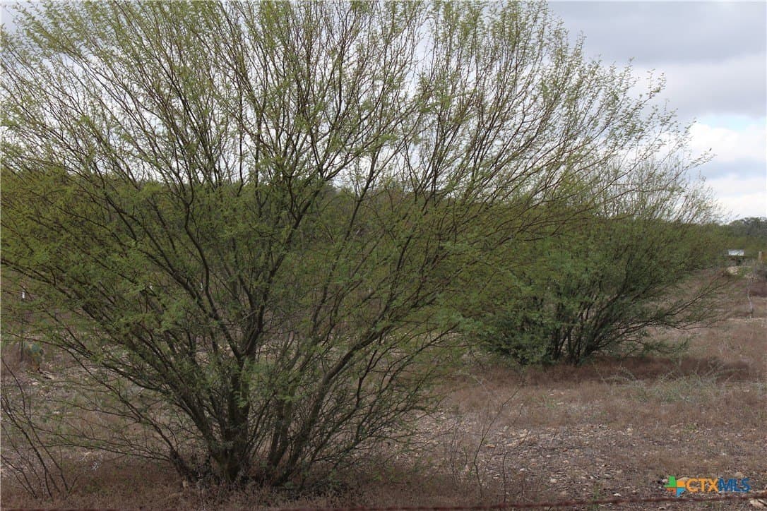 15 acres in Guadalupe County gallery image 2