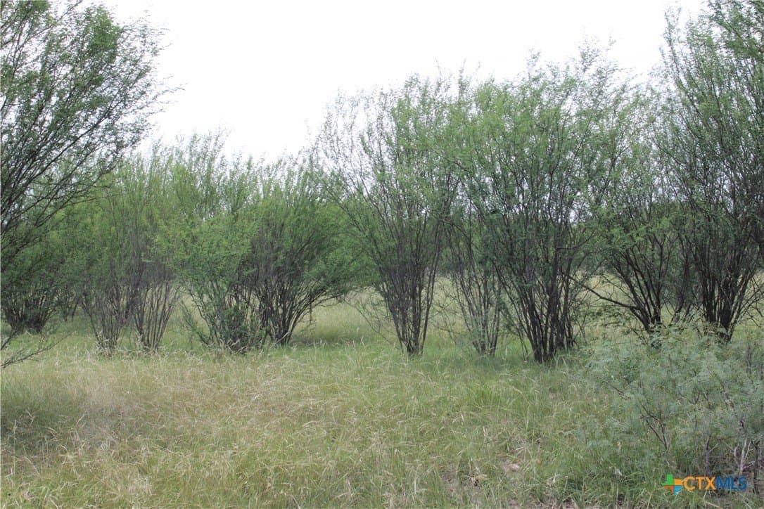 15 acres in Guadalupe County gallery image 3
