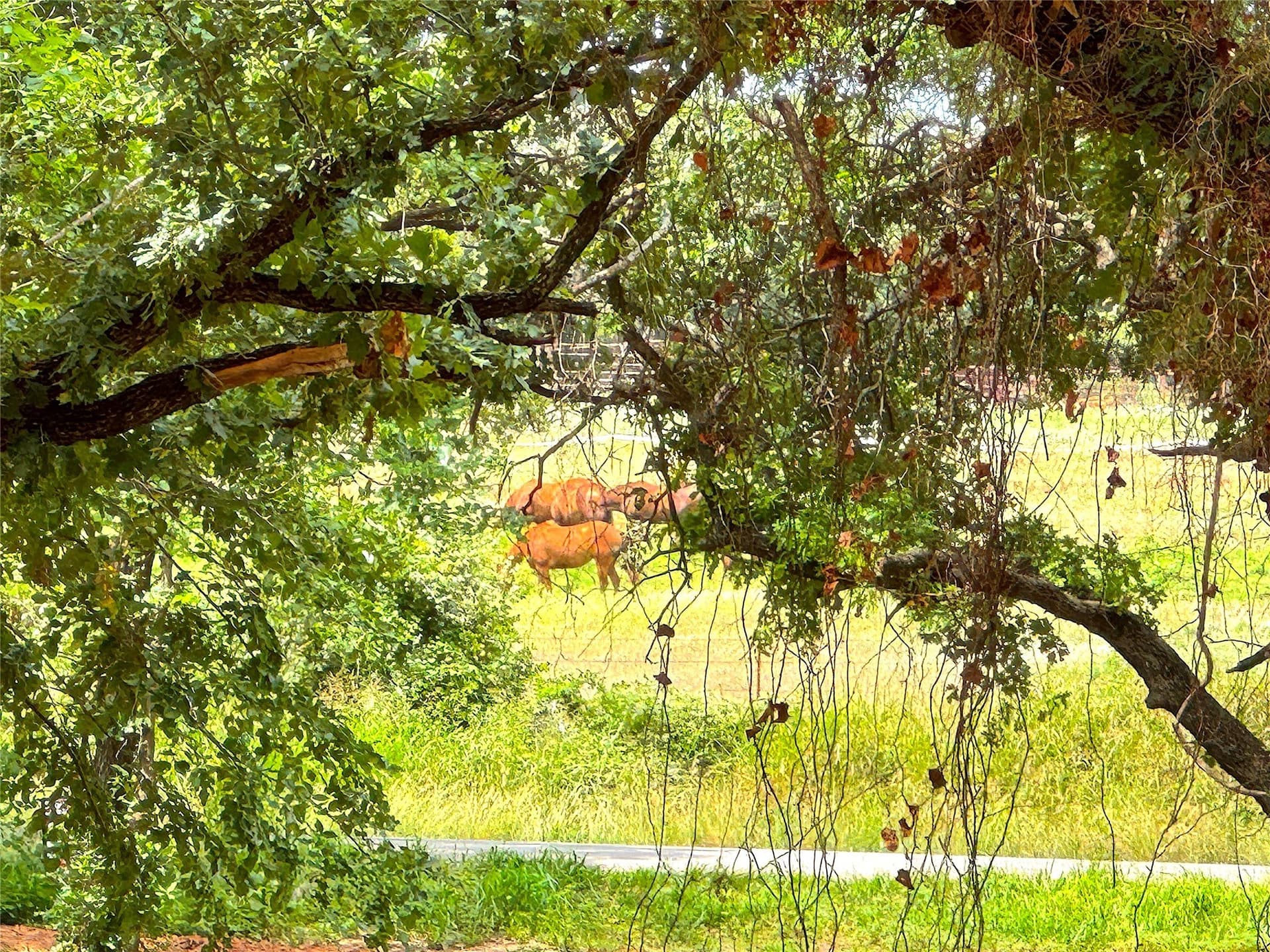 55 acres in Parker County - photo 20