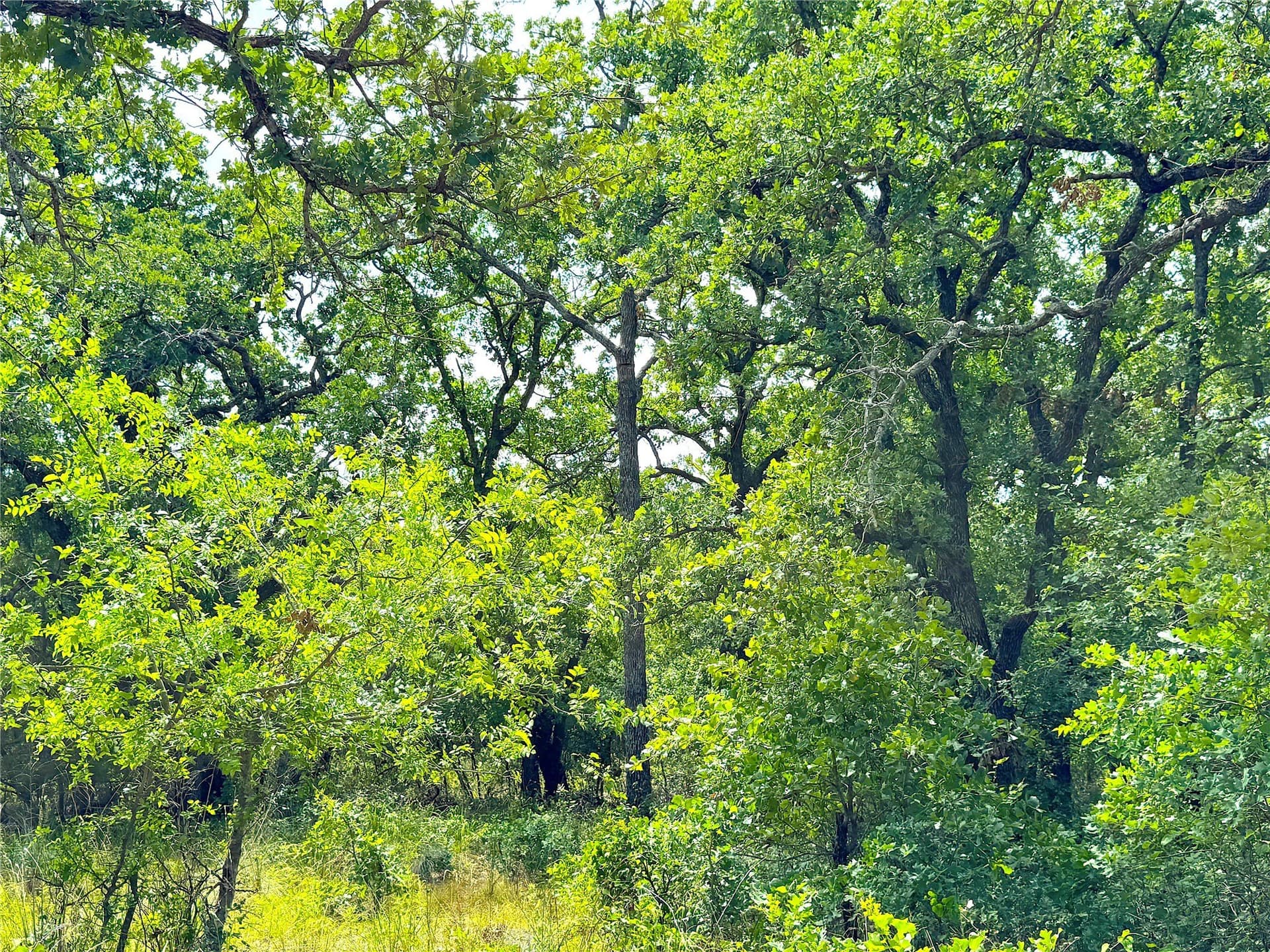 55 acres in Parker County - photo 7