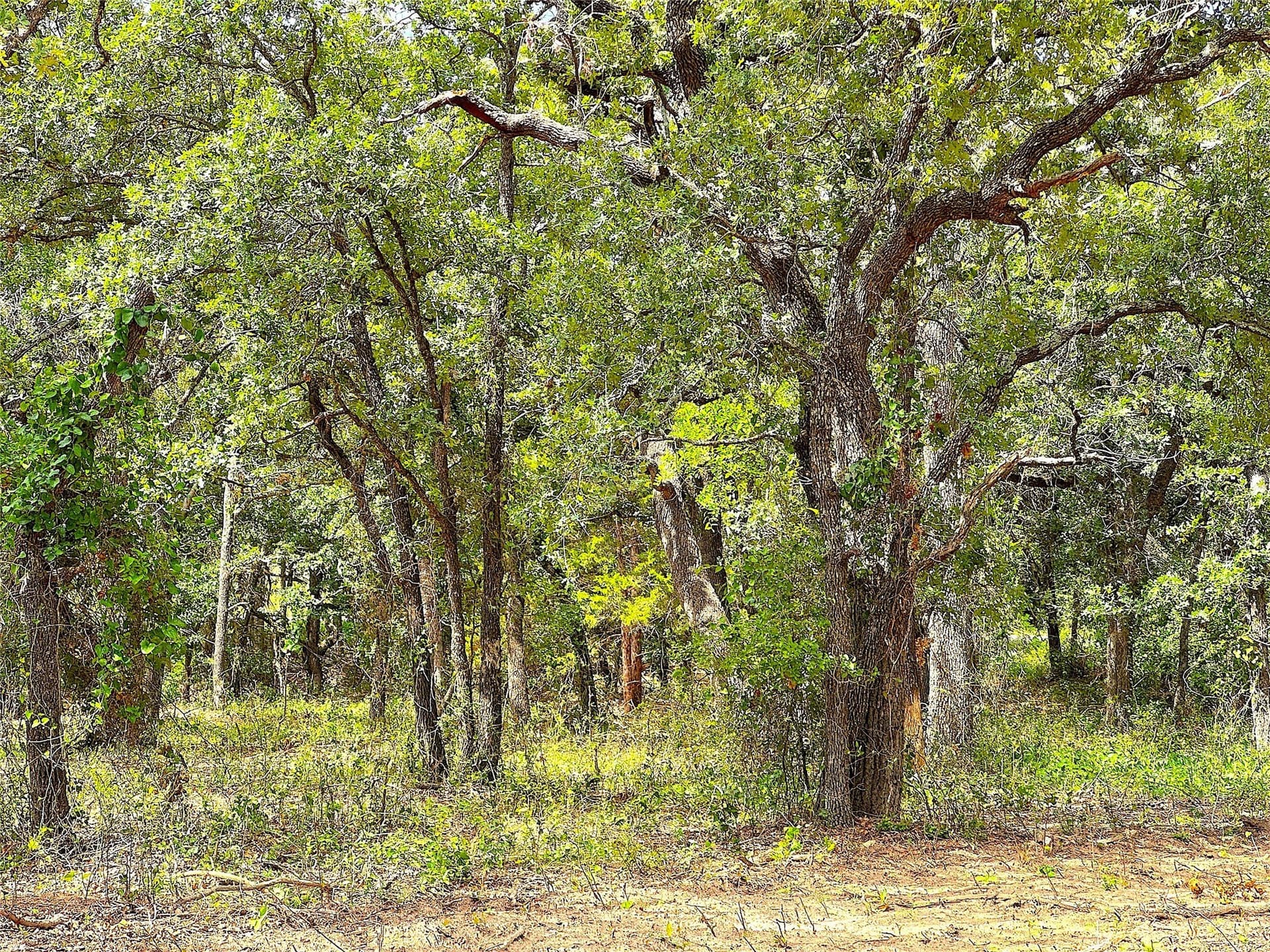55 acres in Parker County - photo 5