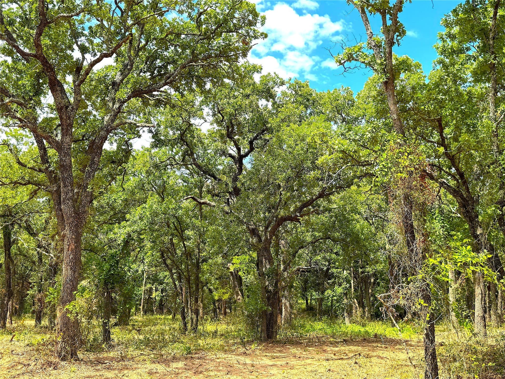 55 acres in Parker County - photo 2