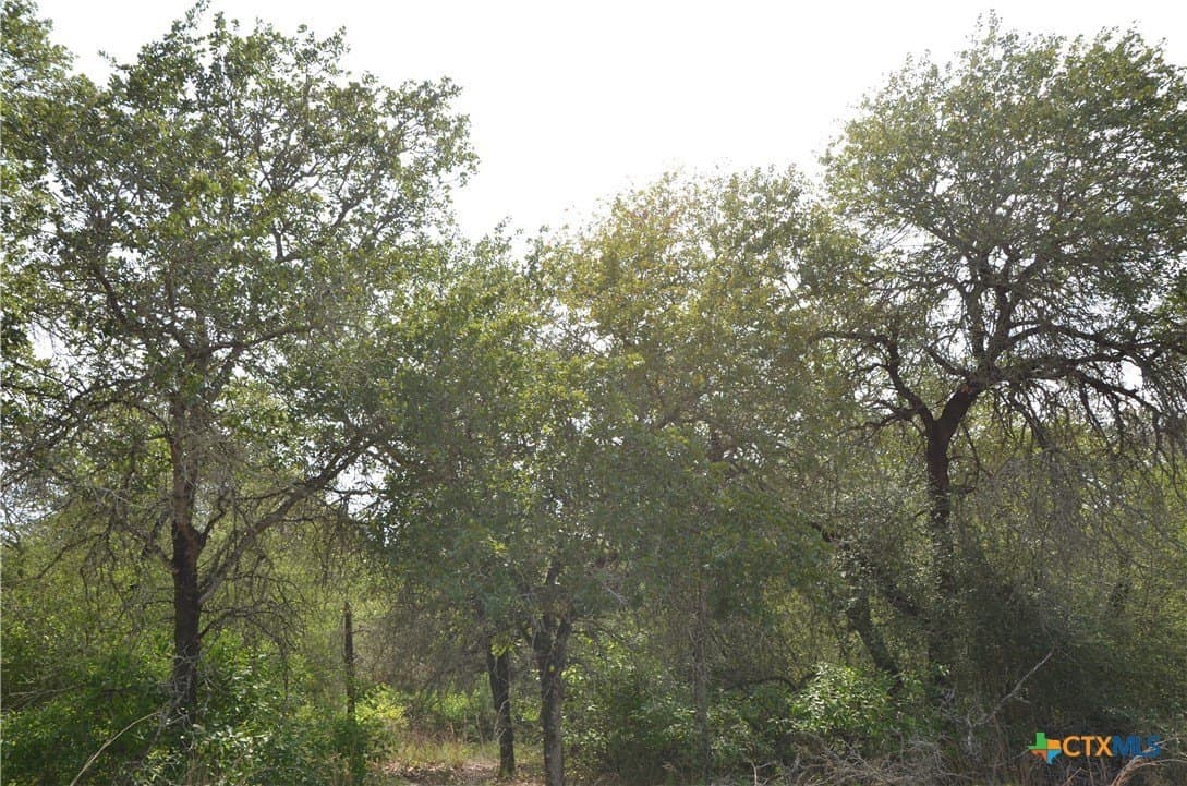 3.76 acres in Gonzales County gallery image 3