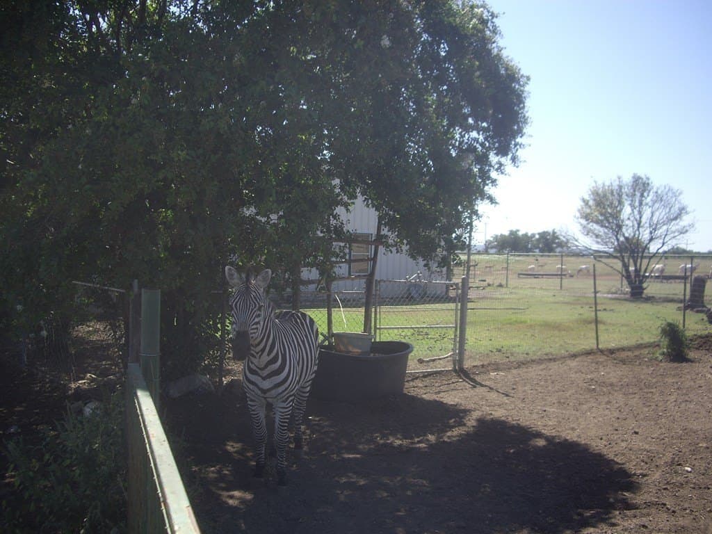 43.13 acres in Blanco County - photo 10