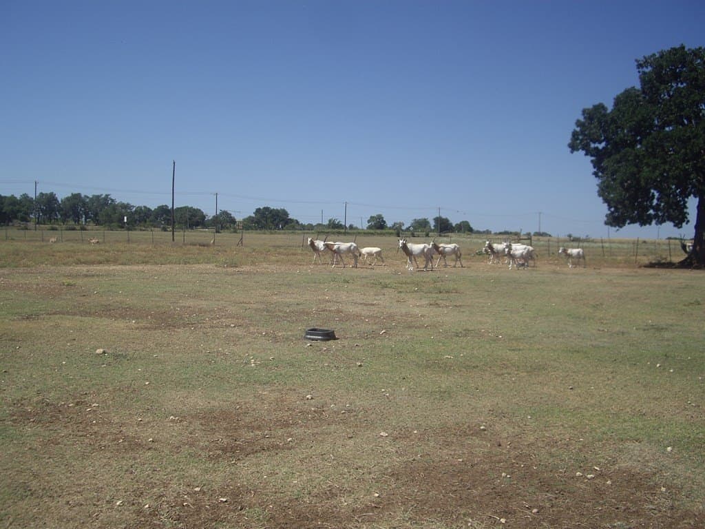 43.13 acres in Blanco County - photo 18