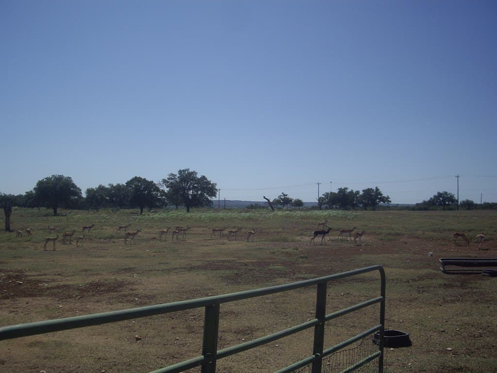 43.13 acres in Blanco County - photo 17