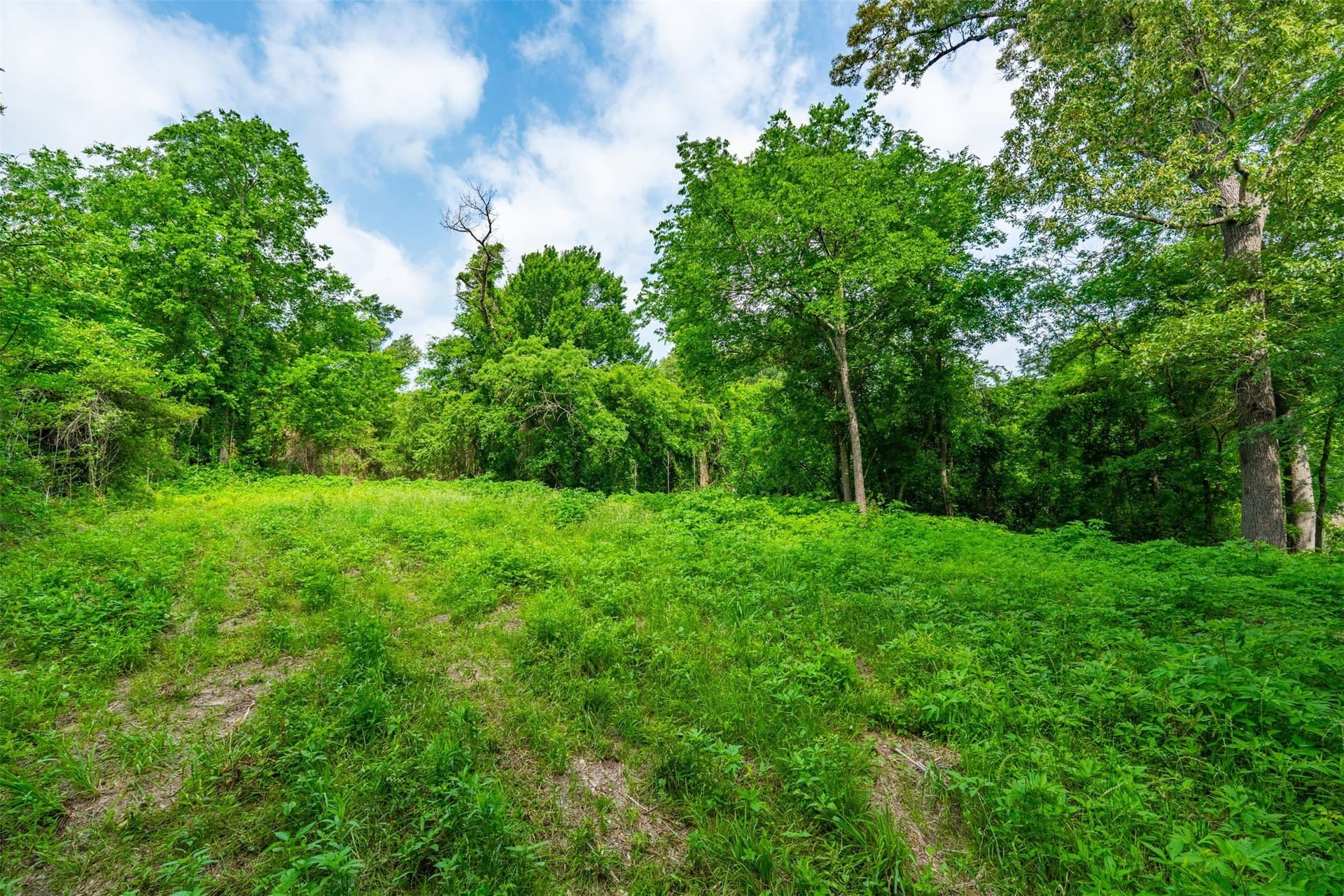 3.92 acres in Henderson County gallery image 4