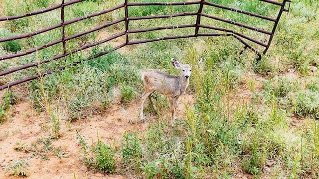 29.19 acres in Lubbock County - photo 29