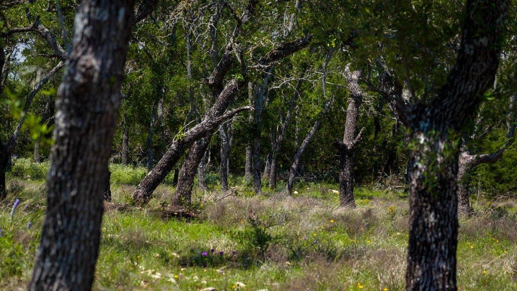 81 acres in Real County - photo 29