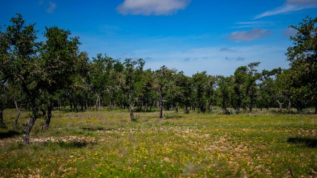 81 acres in Real County - photo 18