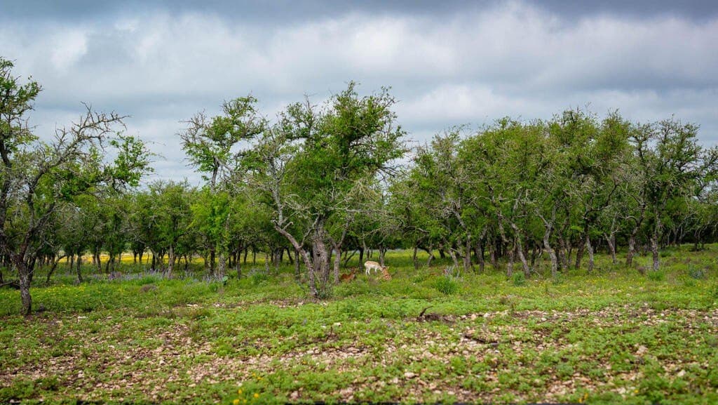 81 acres in Real County - photo 15