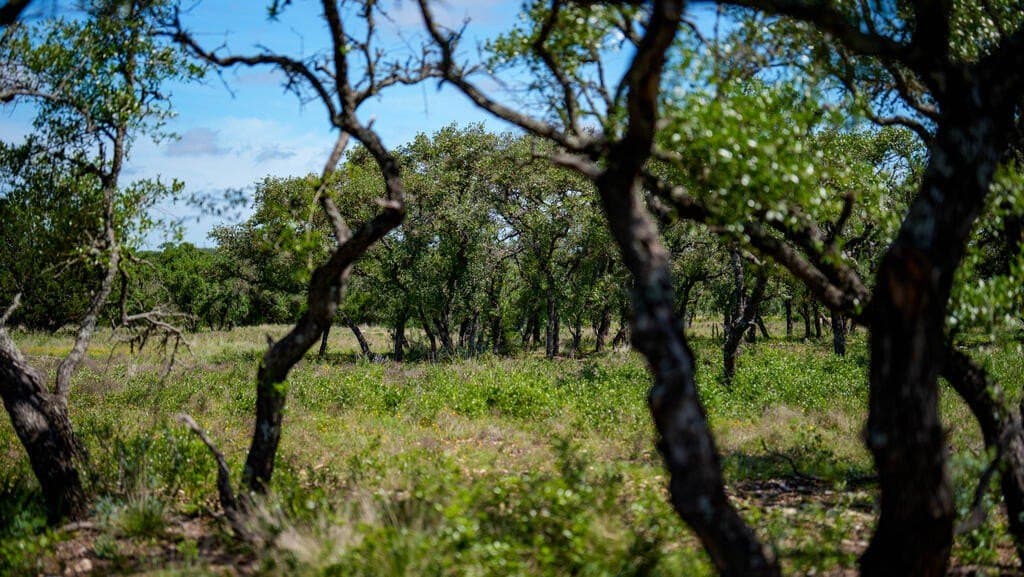 81 acres in Real County - photo 20