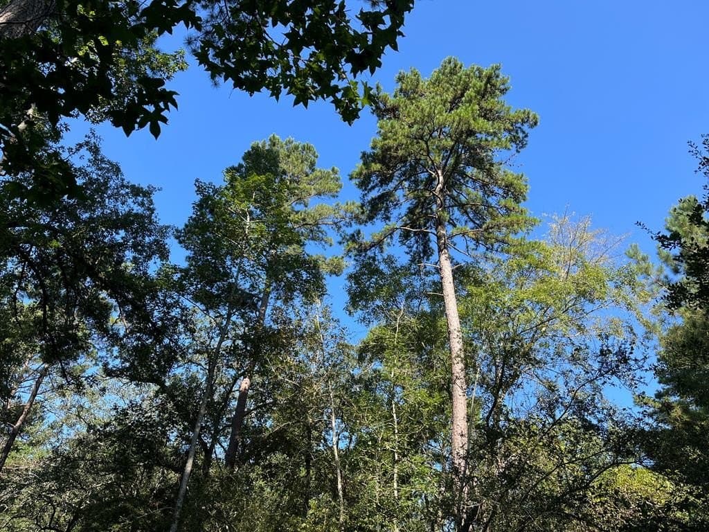 15.57 acres in Texas County