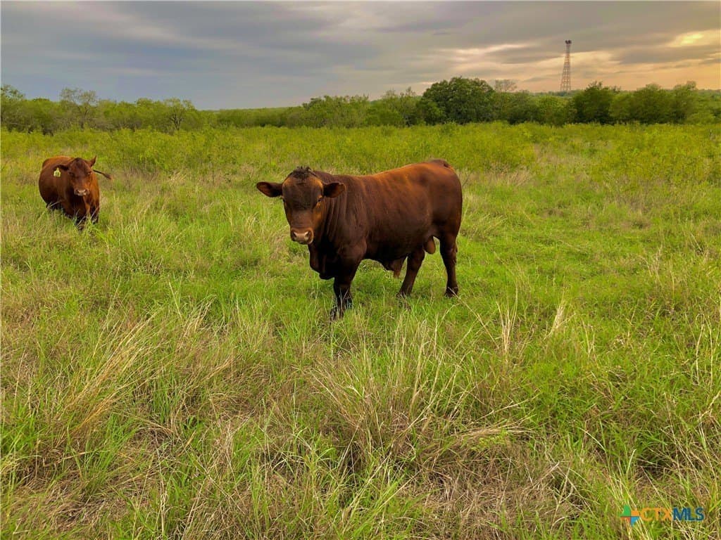 70.43 acres in Caldwell County gallery image 2