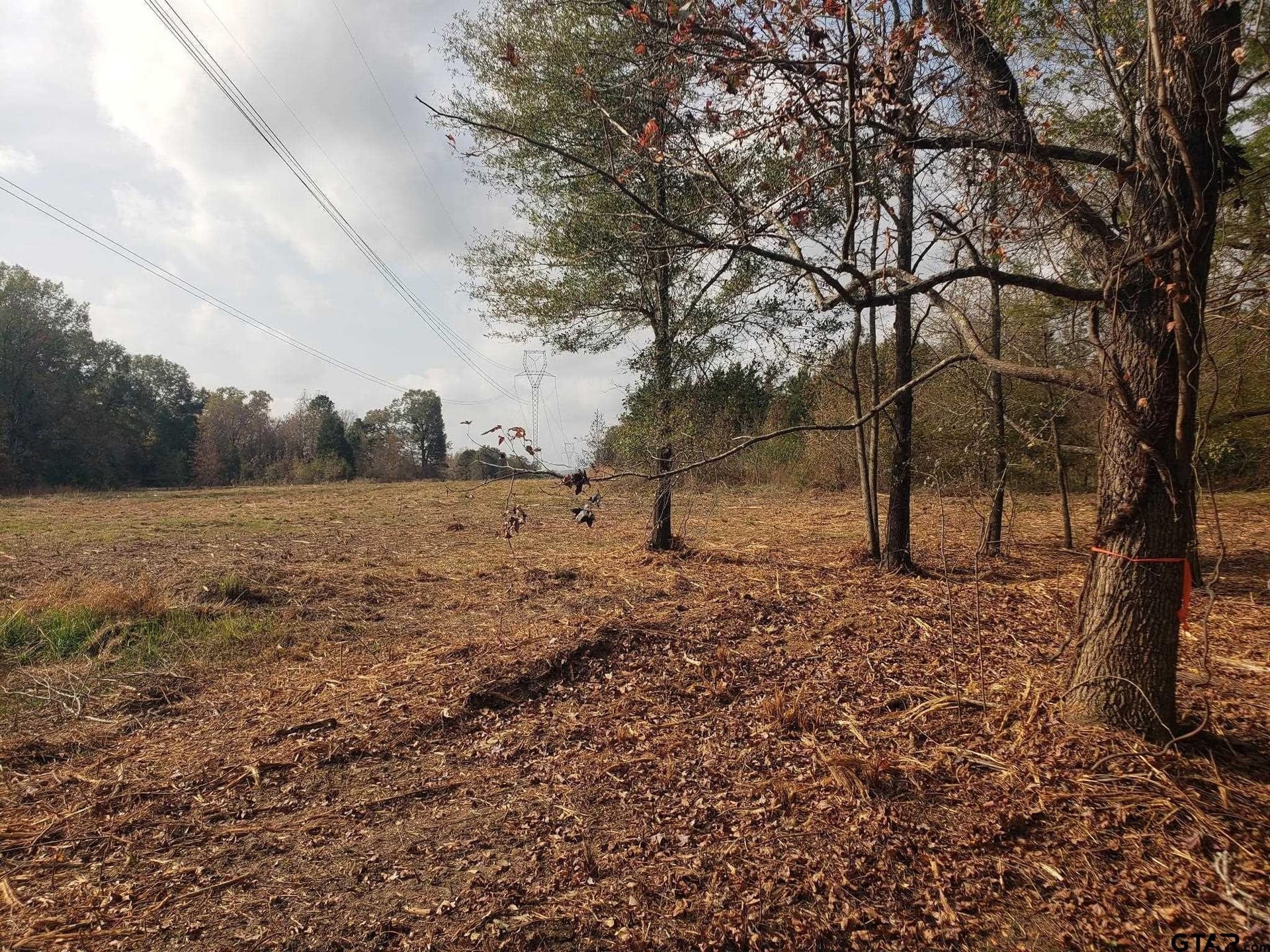 10.1 acres in Panola County gallery image 2