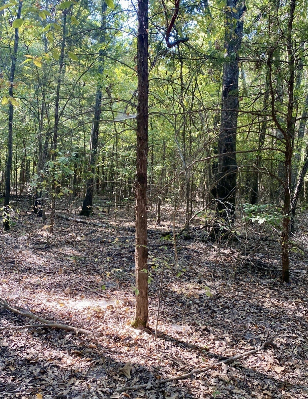 20.08 acres in Fannin County - photo 4