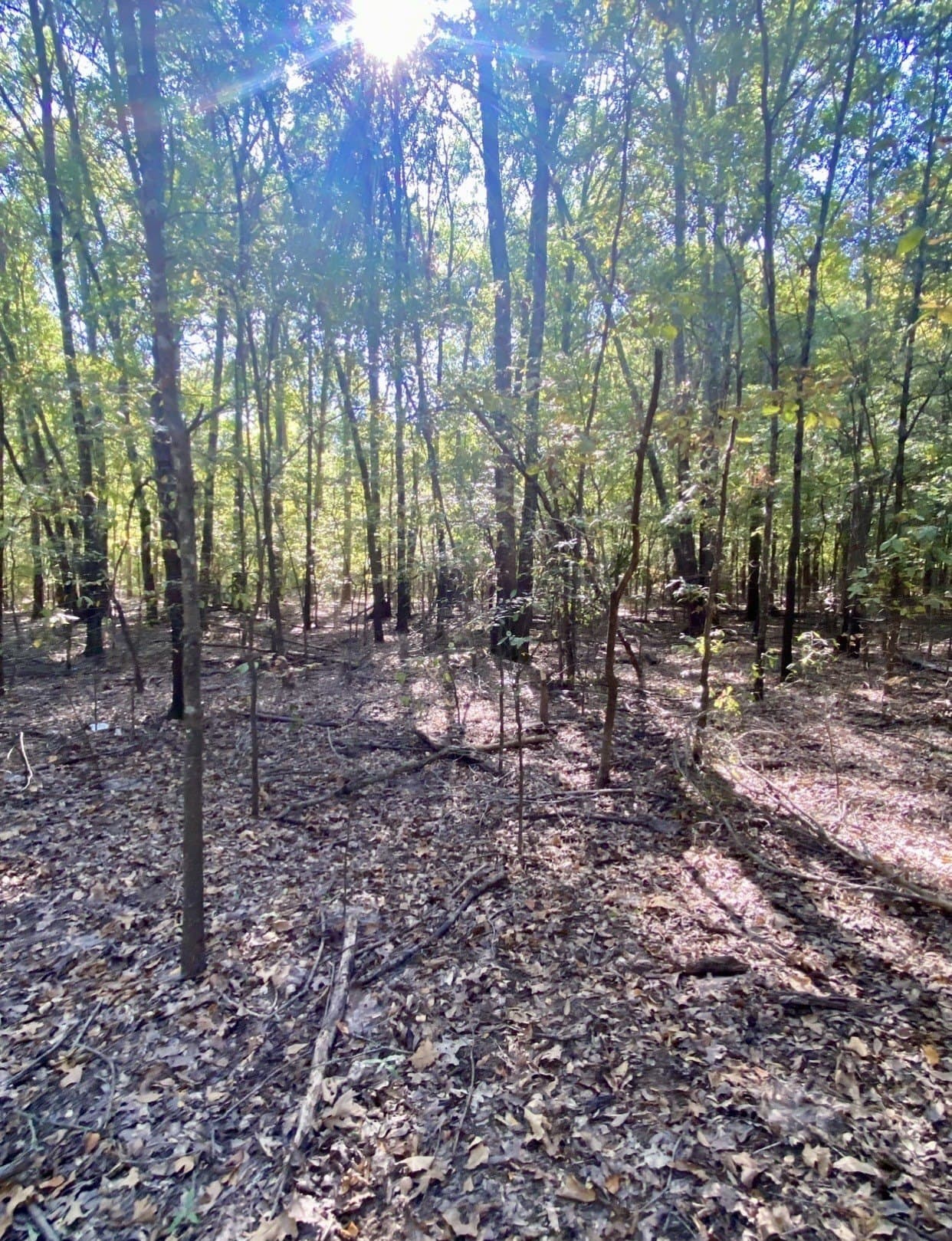 20.08 acres in Fannin County - photo 7
