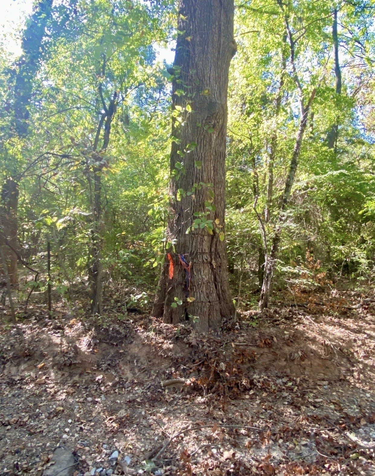 20.08 acres in Fannin County - photo 6