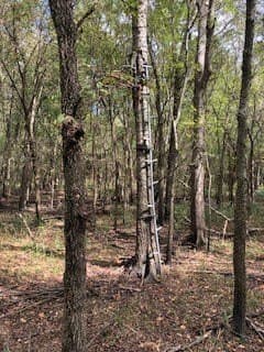 328 acres in Red River (TX) County - photo 11