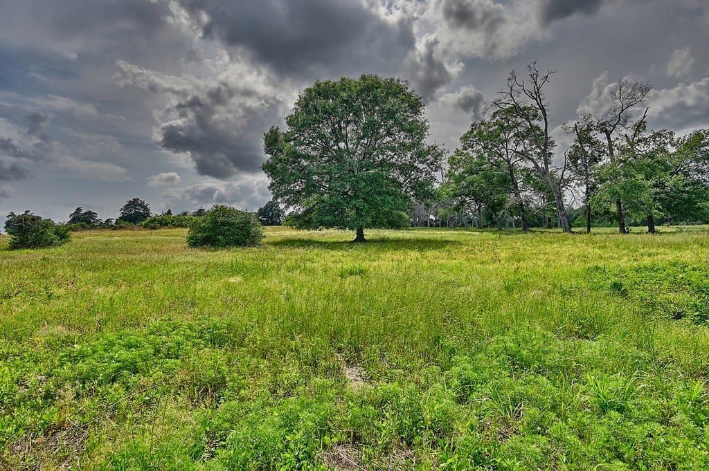 22.35 acres in Austin County gallery image 3