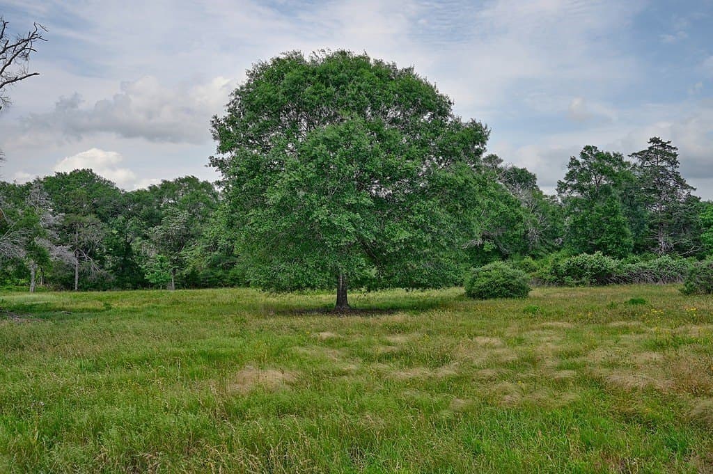 22.35 acres in Austin County gallery image 2