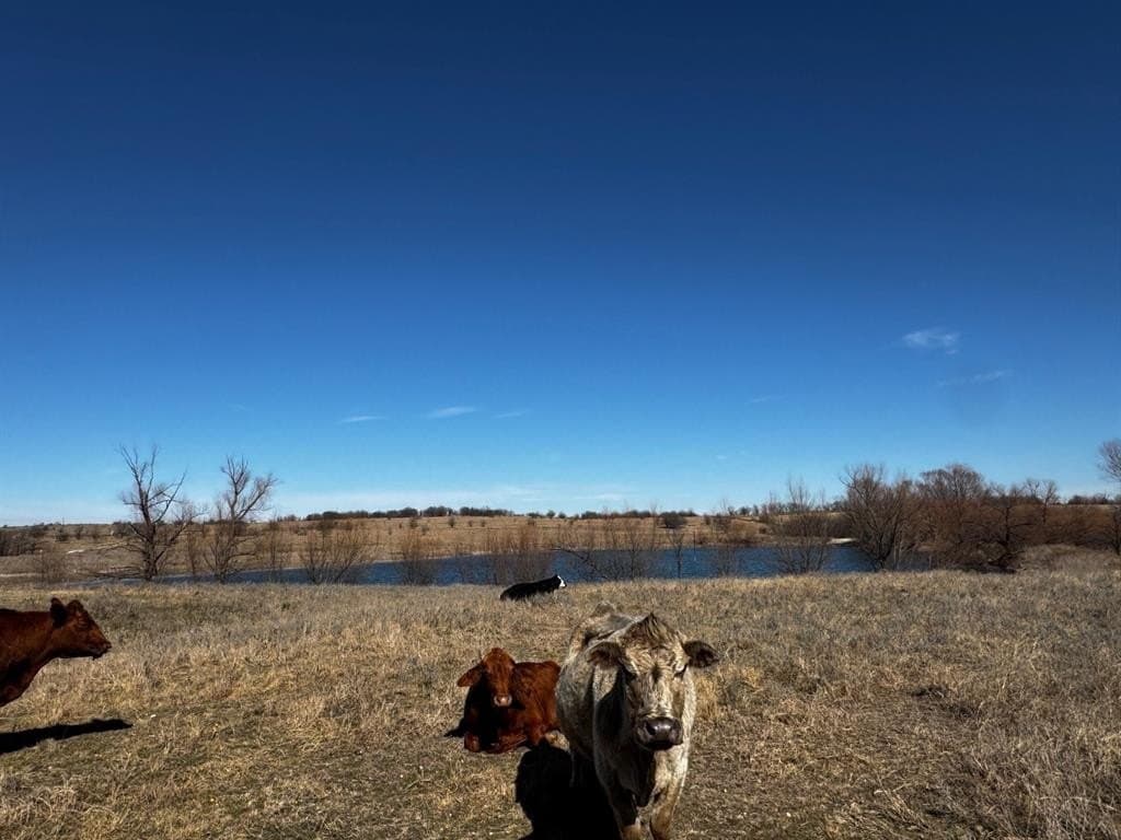 98.39 acres in Wise County gallery image 3