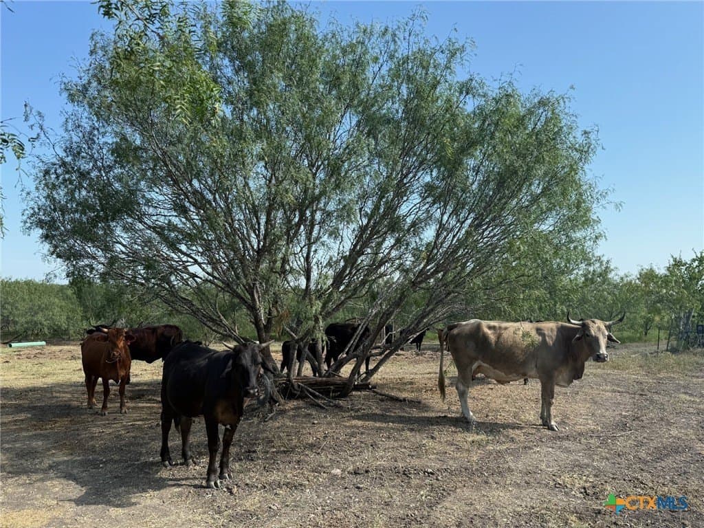 49.93 acres in Hays County - photo 12