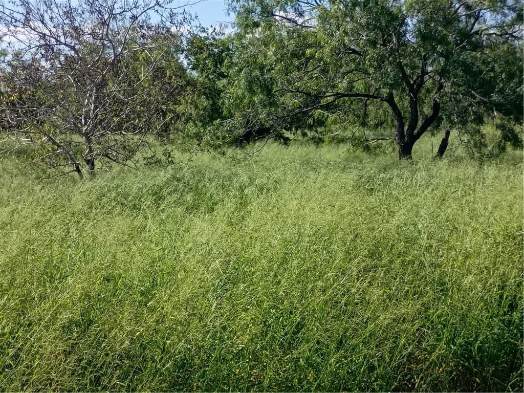 3.59 acres in Jim Wells County
